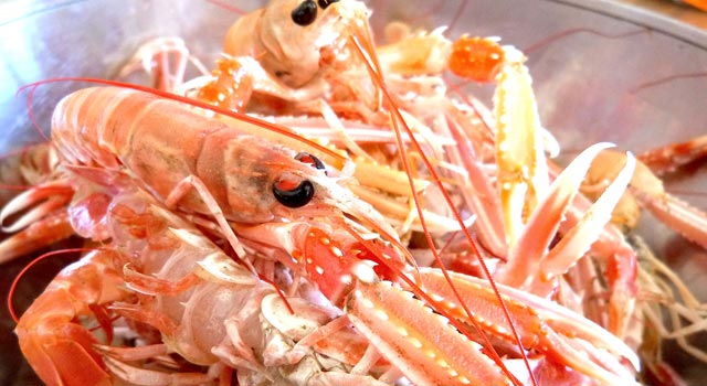 Ça sent bon les vacances ! Zoom sur les langoustines de L’Ile d’Oléron