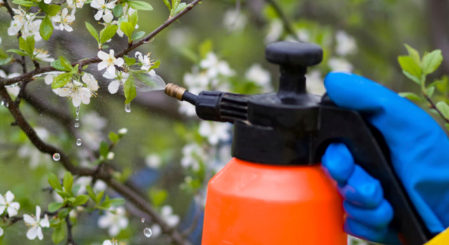 Intolérance au gluten : le désherbant Roundup est mis en cause