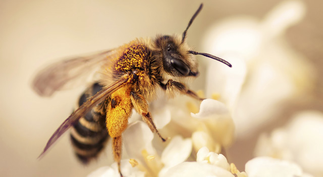 A chaque piqûre d’insectes, sa solution homéopathique !