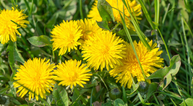 Comment fabriquer un engrais naturel à base de pissenlit ?