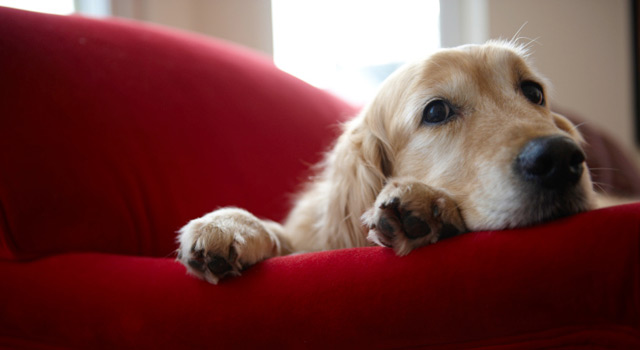 Comment protéger mon chien contre les tiques ?