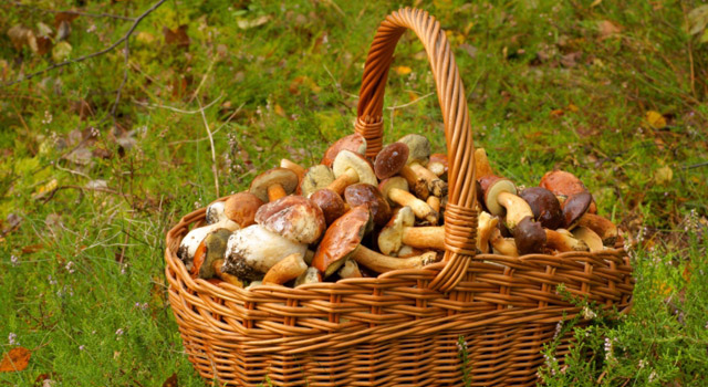 Champignons vénéneux, savoir reconnaître les signes d’une intoxication