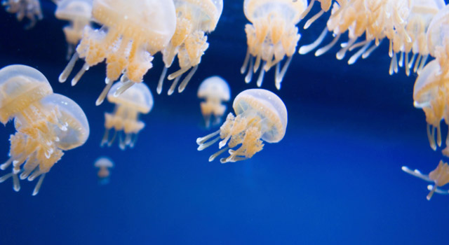 Que faire en cas de piqûre de méduse, de vive ou d’oursin ?