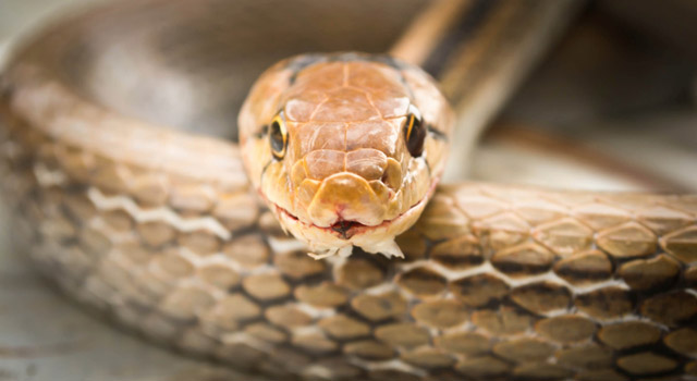 Morsure de serpent, piqûre de guêpe, d’abeille : que faire ?