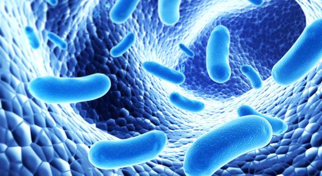 La flore intestinale : l'intérêt des probiotiques et prébiotiques