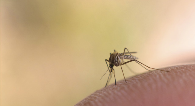 La chasse aux moustiques