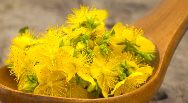 Le millepertuis contre la déprime saisonnière