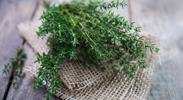 Le thym, pour bien respirer