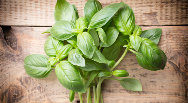 Le basilic, une plante anti-âge et bonne humeur