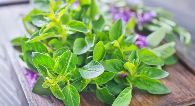 La marjolaine, apaisante et antiseptique