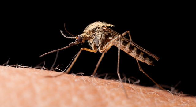 A la chasse aux moustiques avec l'appli iMoustique