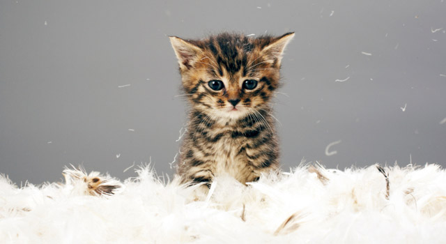 Vrai ou faux : tout ce que vous devez savoir sur votre chat