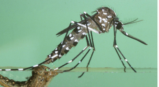 Moustique tigre : comment la résistance s’organise en France métropolitaine