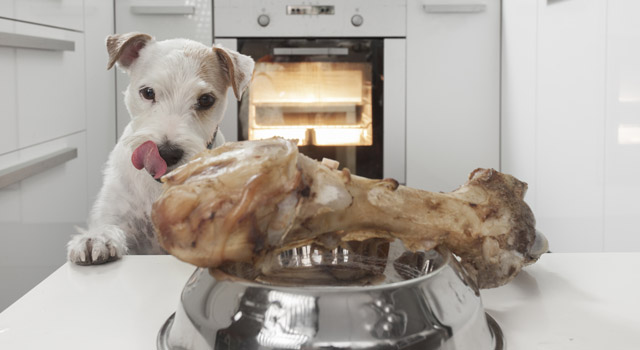 Mon chien est en surpoids, est-ce grave ?