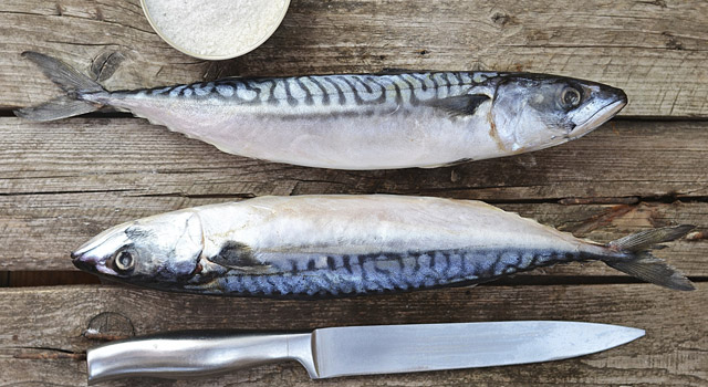 Le maquereau, une excellente source d’oméga 3