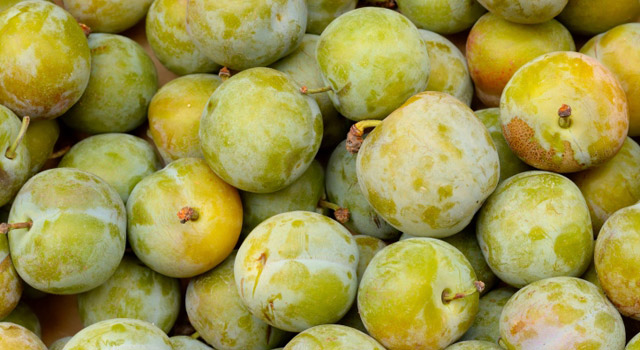 La reine-claude, riche en fibres, en fer et en vitamines