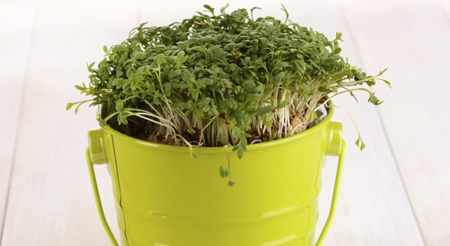 Le cresson, idéal en période de régime !