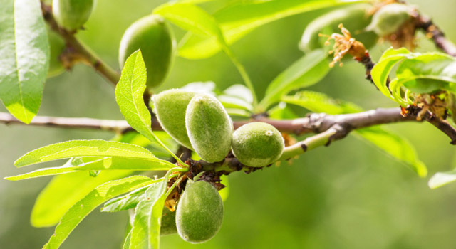 L’huile d’amande douce : un concentré de qualités