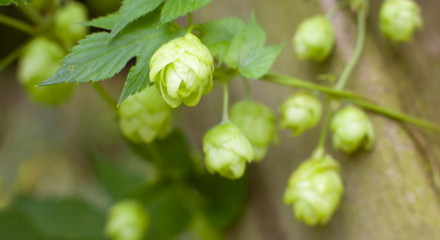 Le houblon, remède naturel contre les bouffées de chaleur et les règles douloureuses