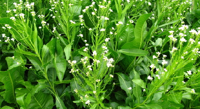 Remède naturel pour soulager une carie