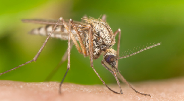 Quatre victimes du chikungunya à Montpellier