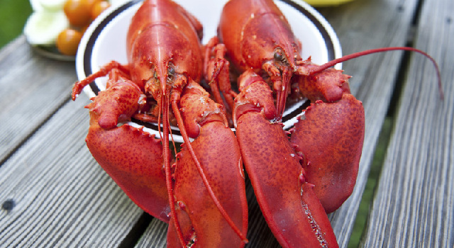 Le homard : les bienfaits santé de ce mets d'exception