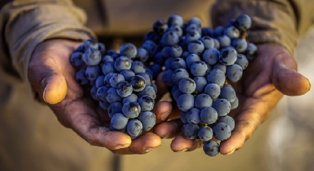 Les bienfaits du raisin