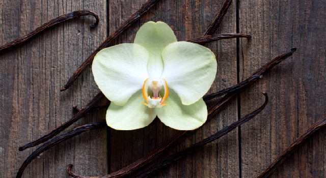 Zoom sur les atouts de la vanille