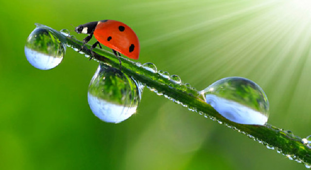 Observer la nature pour connaitre la météo