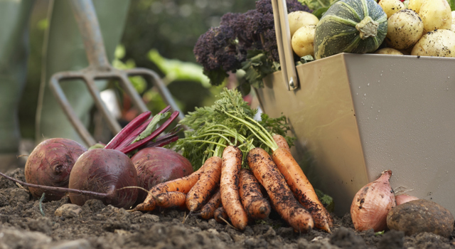 Cinq pesticides impliqués dans la survenue de cancers