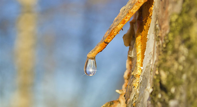 La sève de bouleau fraîche pour une cure detox de printemps
