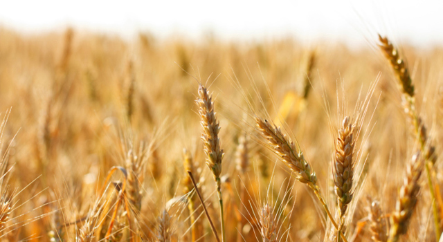 Intolérance au gluten, sensibilité au gluten, allergie au blé : quelles différences entre ces 3 maladies ?