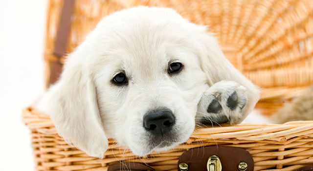 apprendre la propreté à son chien en appartement