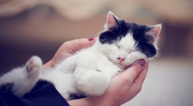 La ronron-thérapie : un véritable traitement antidépresseur