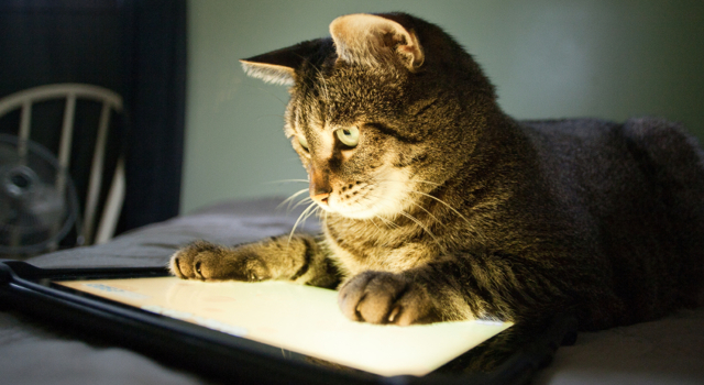Regarder des vidéos de chats : c'est bon pour le moral !