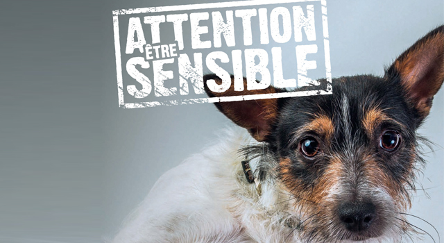 La Fondation 30 Millions d'Amis se mobilise contre l'abandon des animaux
