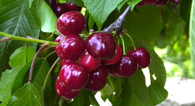 La cerise AOP, un fruit d'été d'une grande qualité