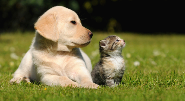 Pensez à identifier votre animal avant de partir en vacances