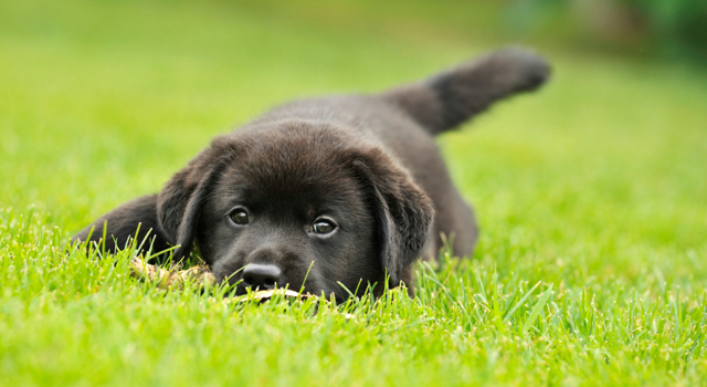 7 plantes courantes qui peuvent être toxiques pour votre chien