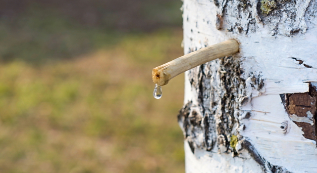 La sève de bouleau probiotique : un allié essentiel pour booster notre organisme avant l’hiver