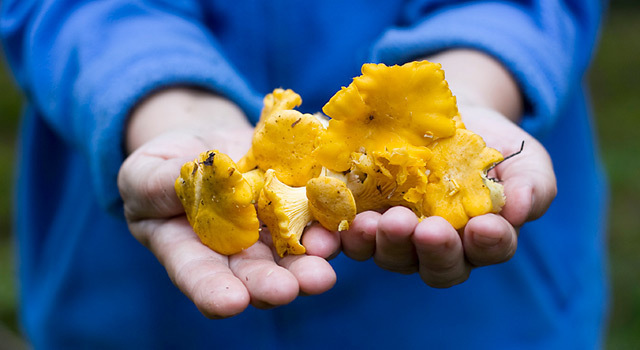 Cueillette  des champignons : est-ce dangereux ?