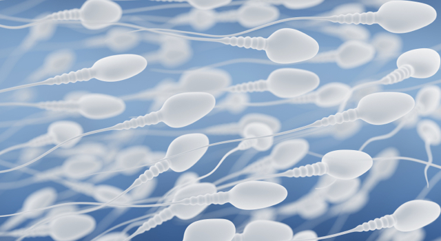 Une révolution dans l’infertilité masculine : des spermatozoïdes ont pu être créés in vitro