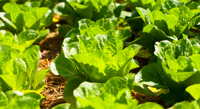 Plus d’une salade sur dix contaminée par des pesticides interdits depuis des décennies !