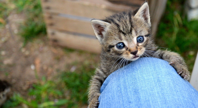 Les français sont-ils suffisamment informés sur la rage ?