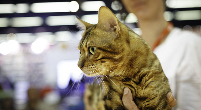 Animal Expo, les 10 et 11 octobre 2015 : un salon incontournable quand on aime les animaux