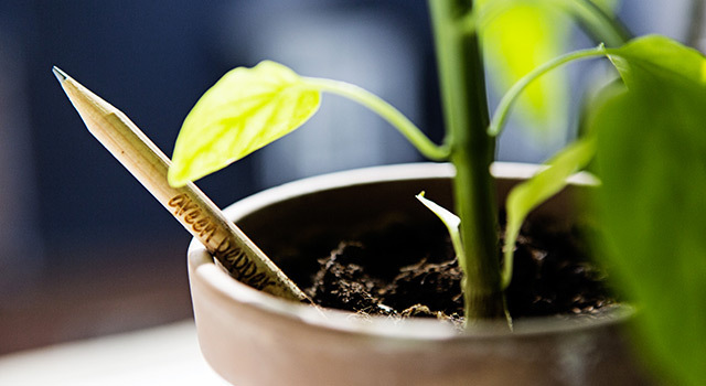 Sprout : un crayon de papier 100% écolo