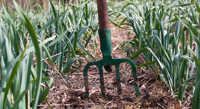 Le paillage pour protéger naturellement les plantes du froid
