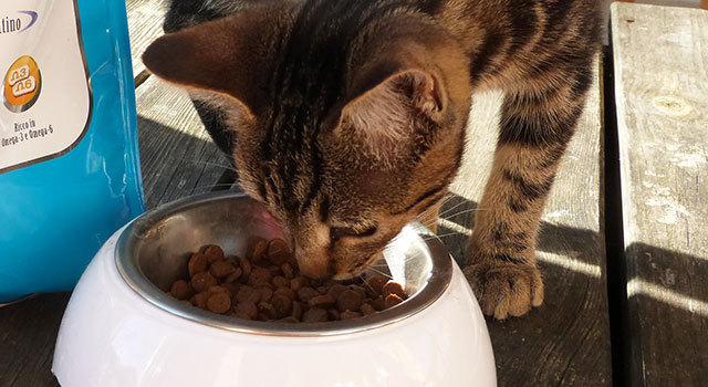 Est-ce que je nourris bien mon chat ?