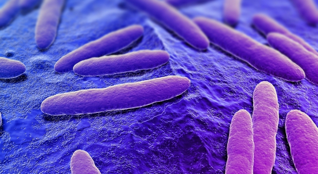 Une bactérie intestinale capable de nous couper l’appétit