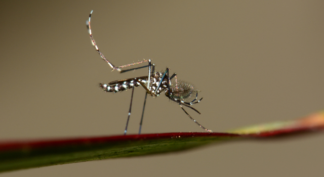 Un nouveau virus transmis par le moustique tigre